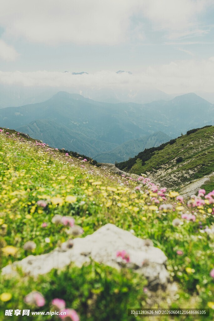 山坡花海与远