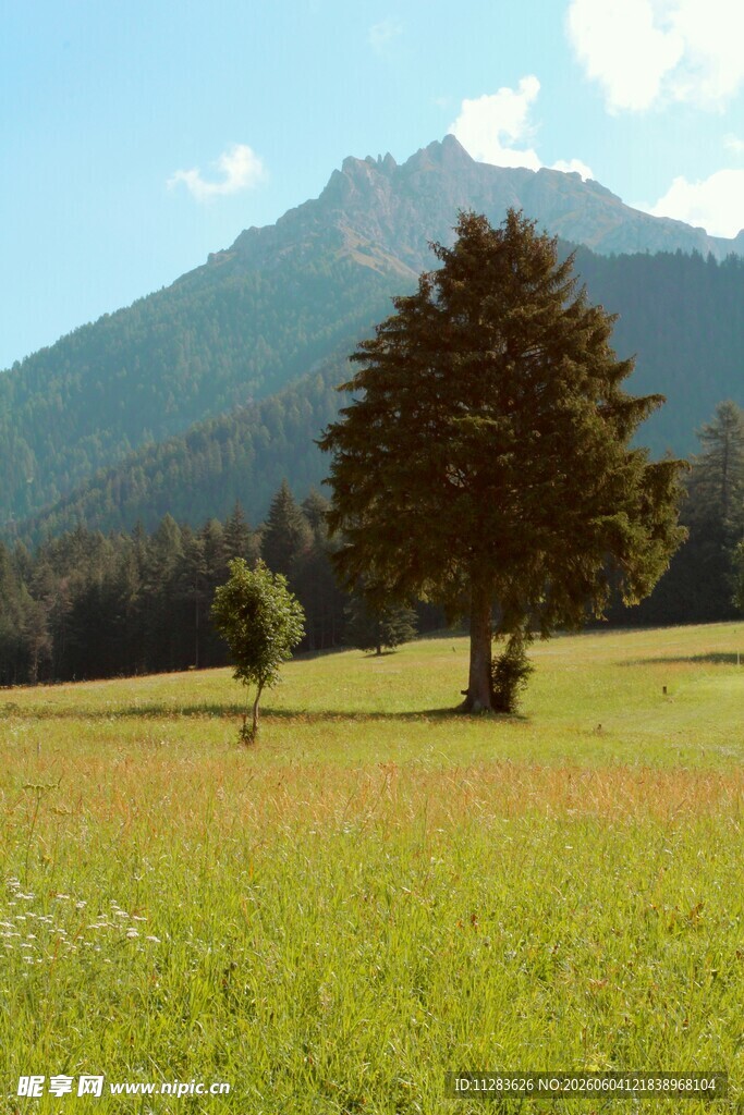 草原孤树与远山美景