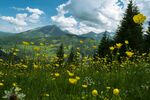 山间花海与葱郁松林美景