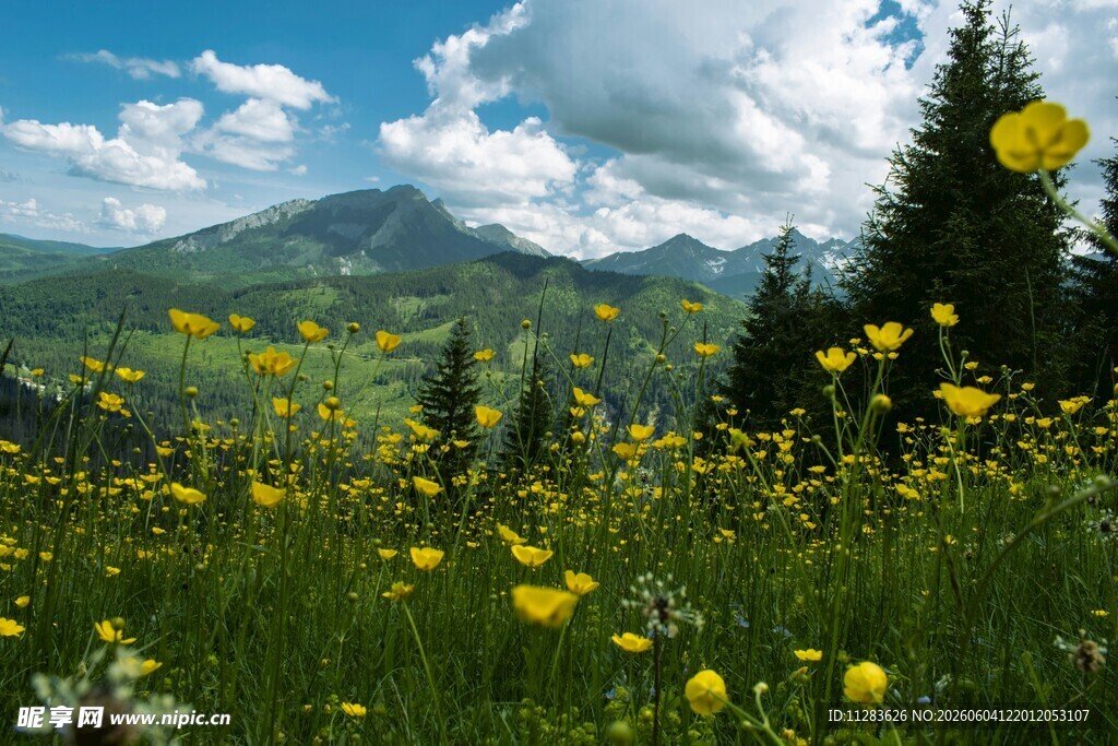 山间花海与葱郁松林美景