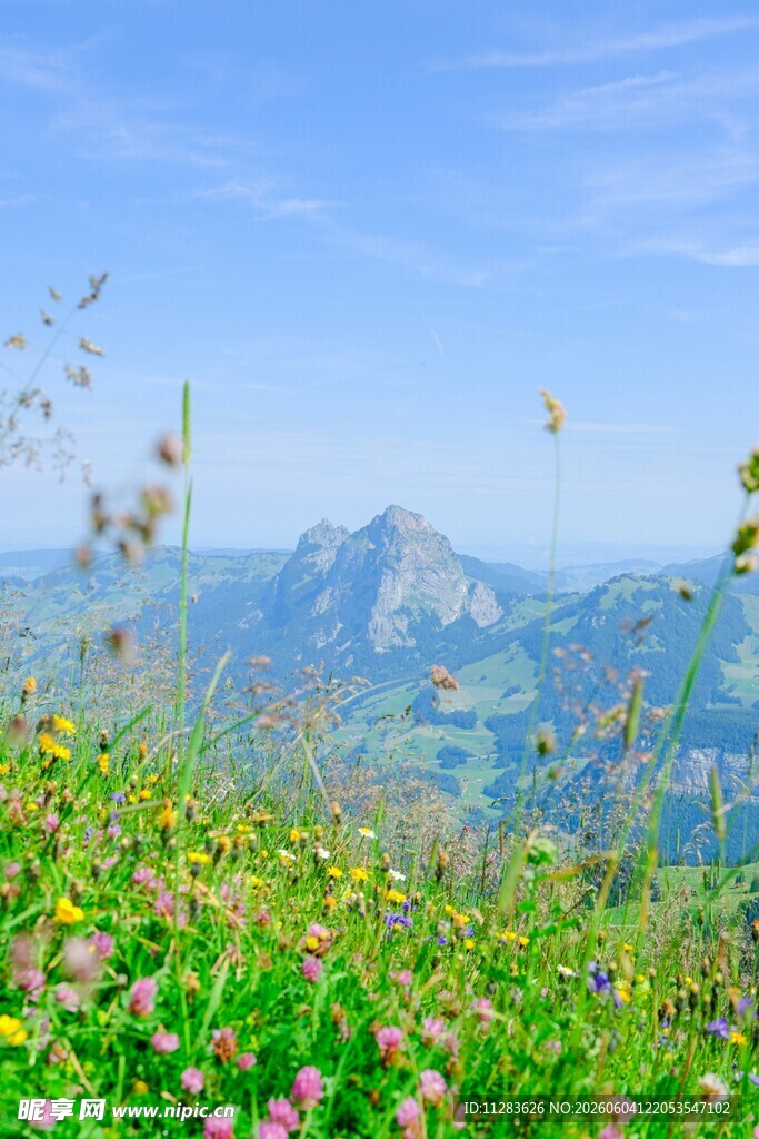 山间花海与远处山峦美景