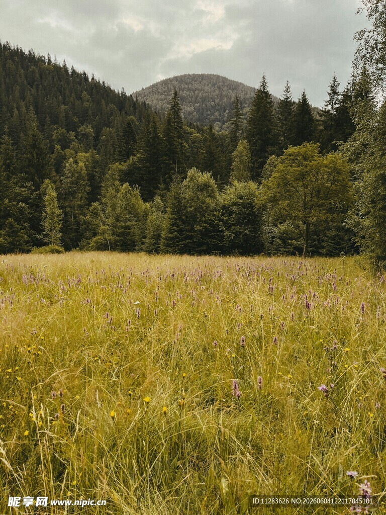 山间草地自然