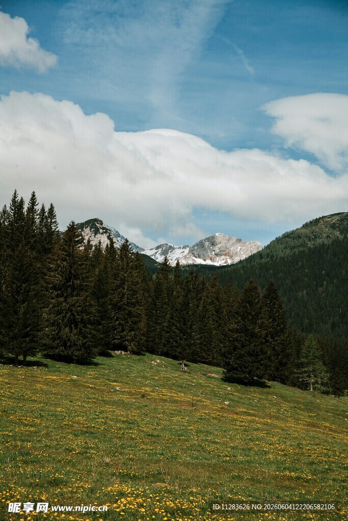 山间草地与葱郁林木景观