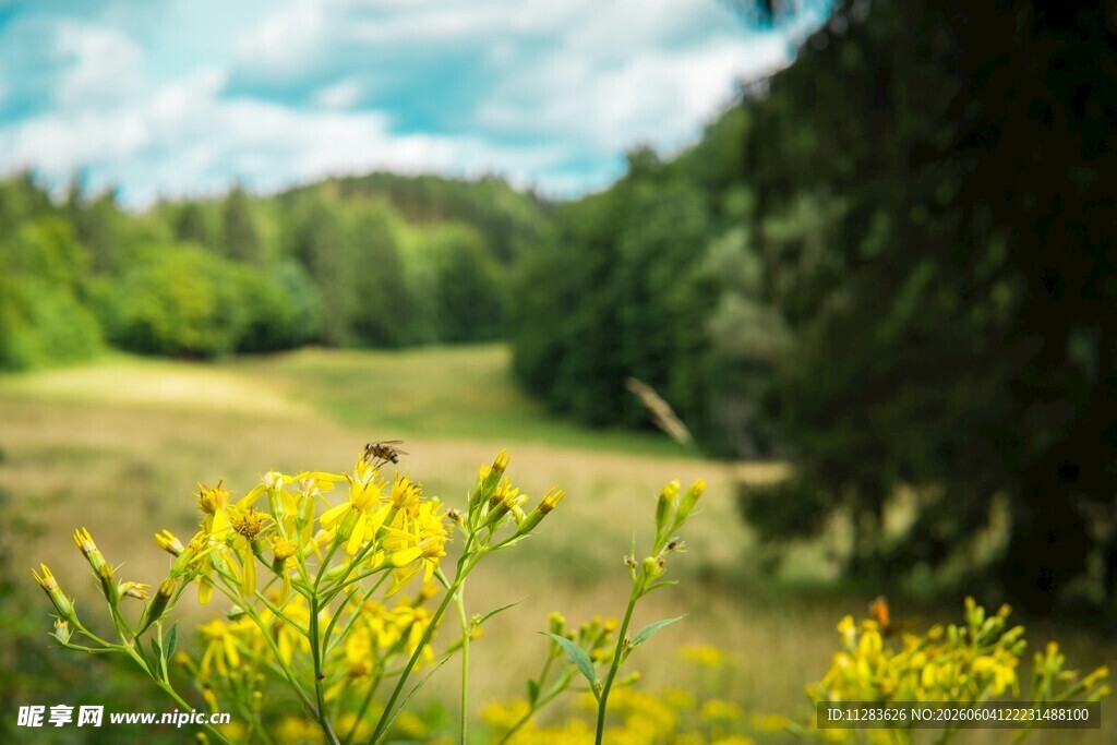 春日郊野黄花