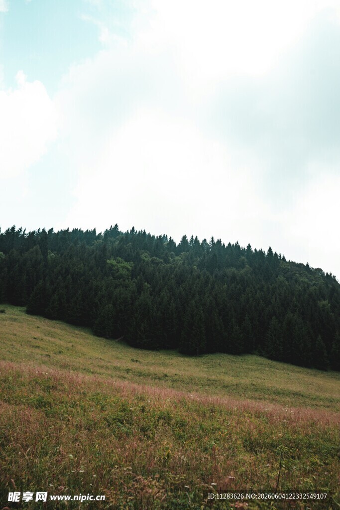 草原与山林的自然景致