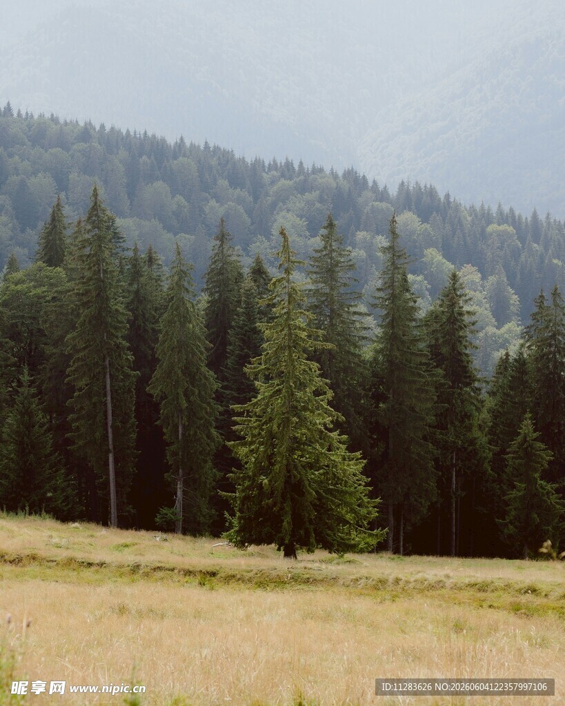 山间草地与挺