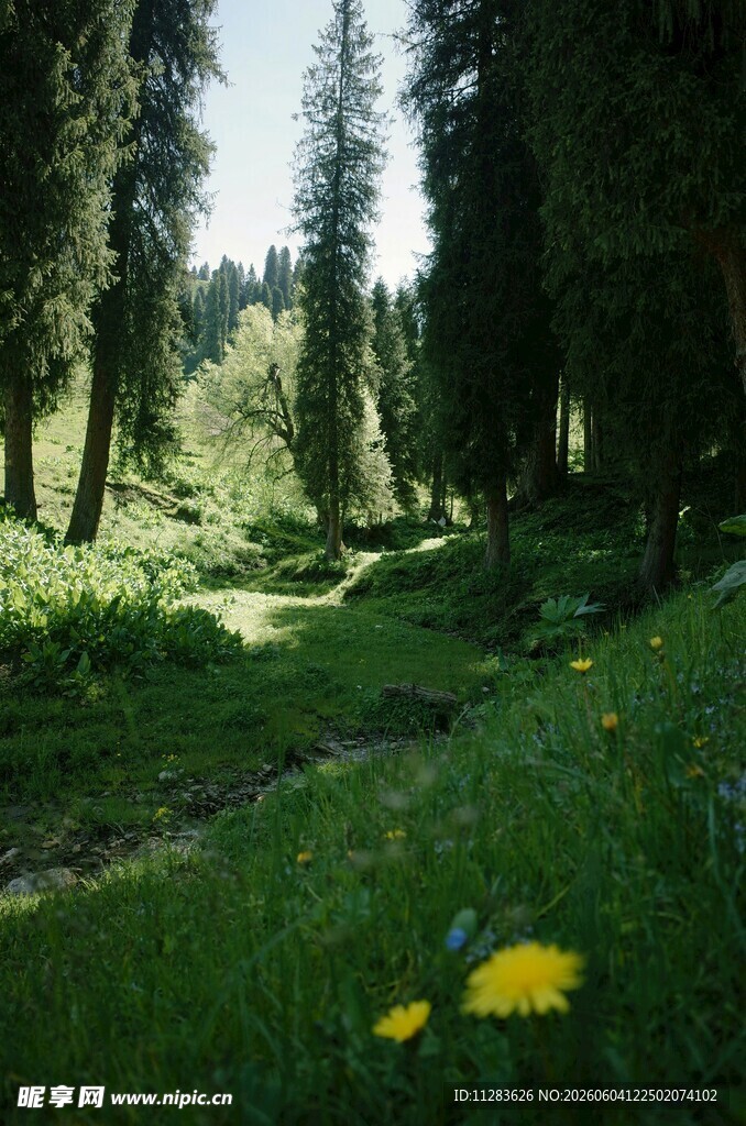 林间草地黄花