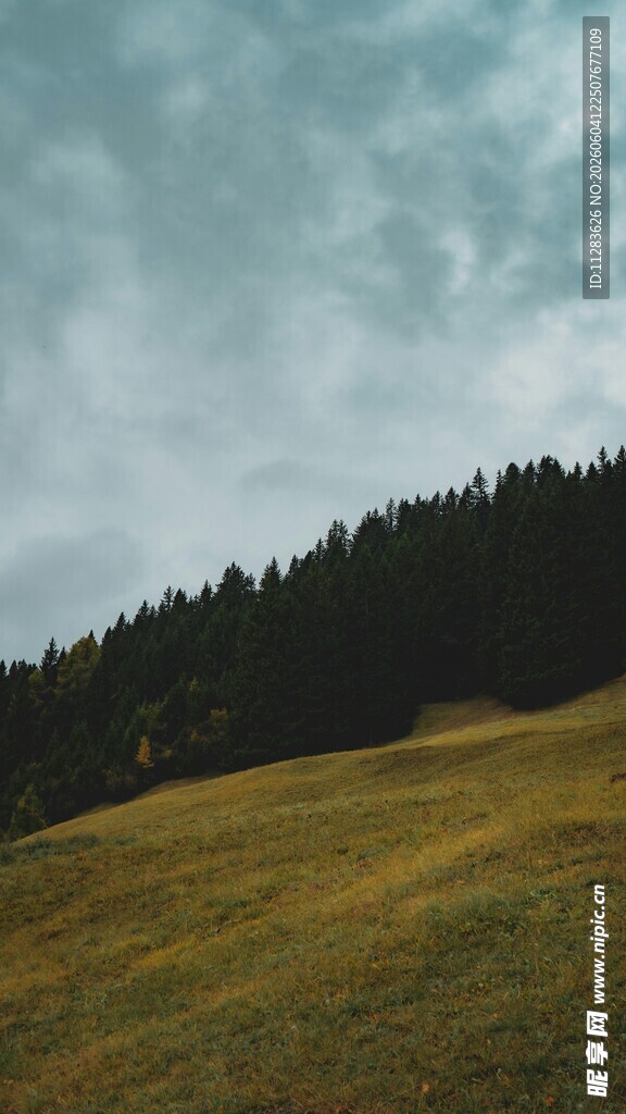 山间草地与茂密树林景观