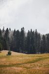 原野松林风景图