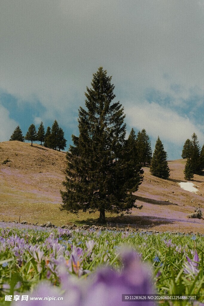 山间紫花与挺拔松树美景