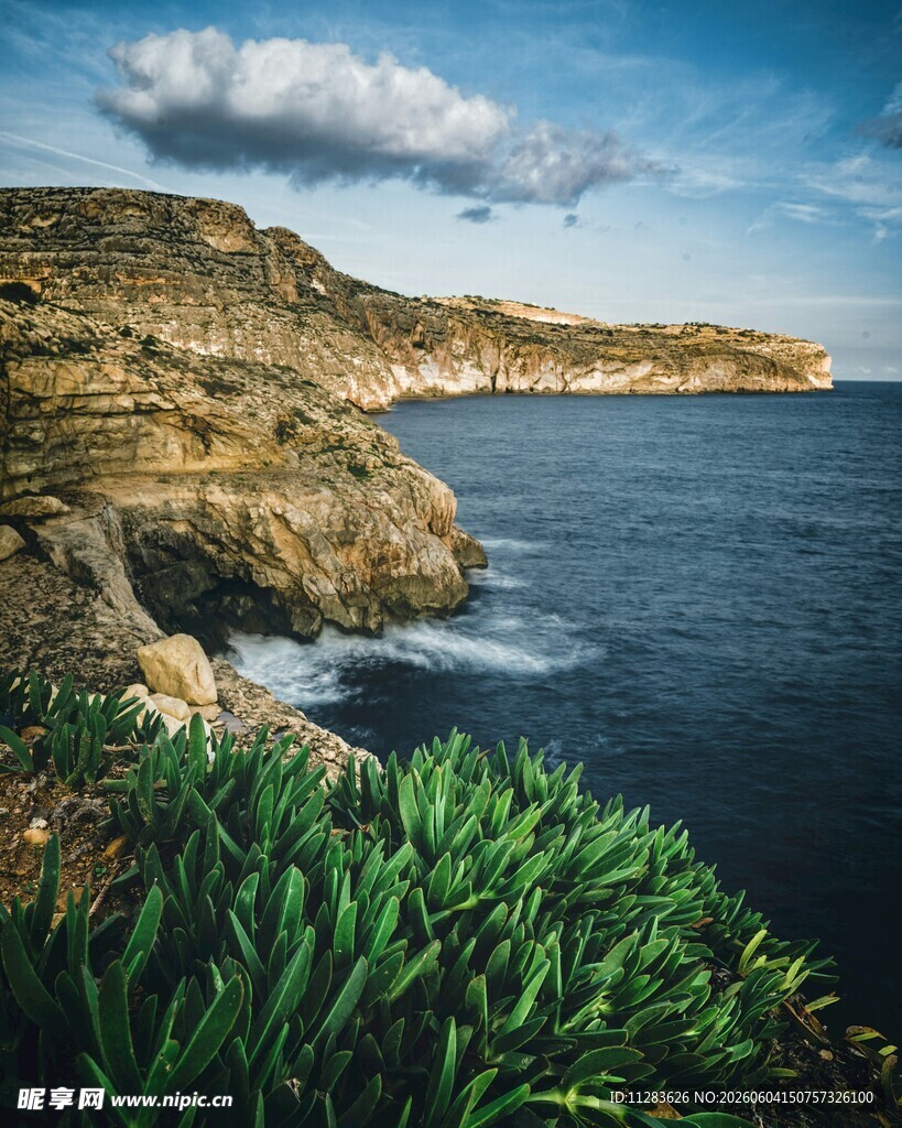 海岸边的绿植