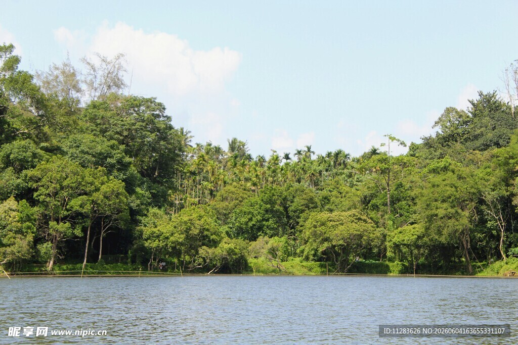 湖畔葱郁树林美景