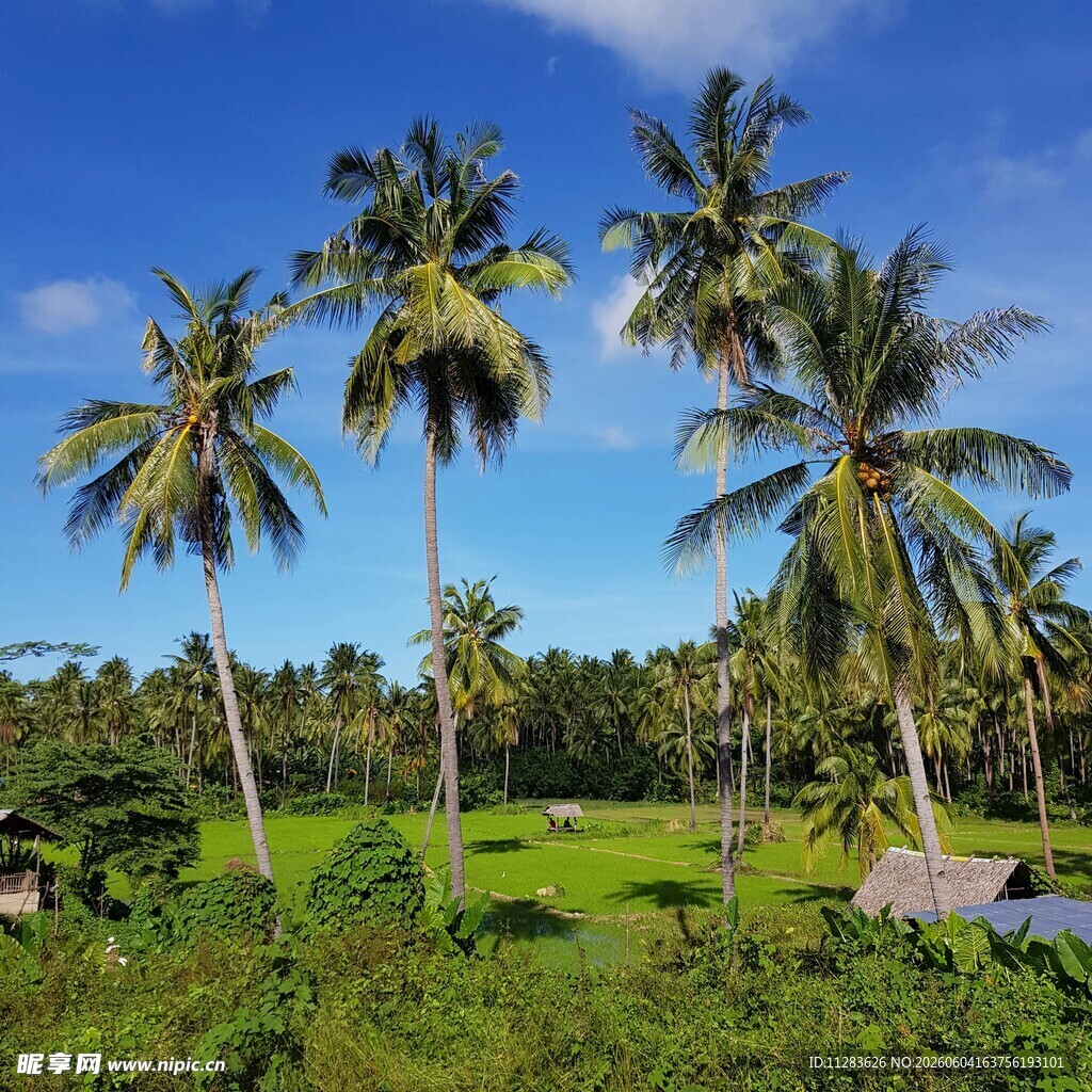 热带椰林风光美景