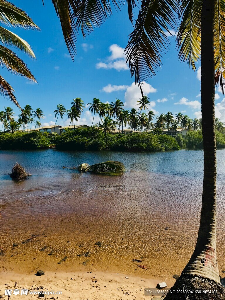 热带湖畔椰树美景