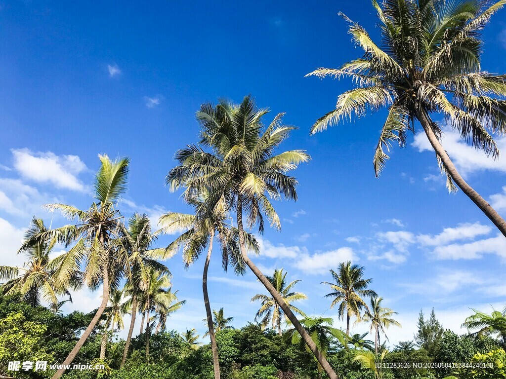 蓝天椰林风景