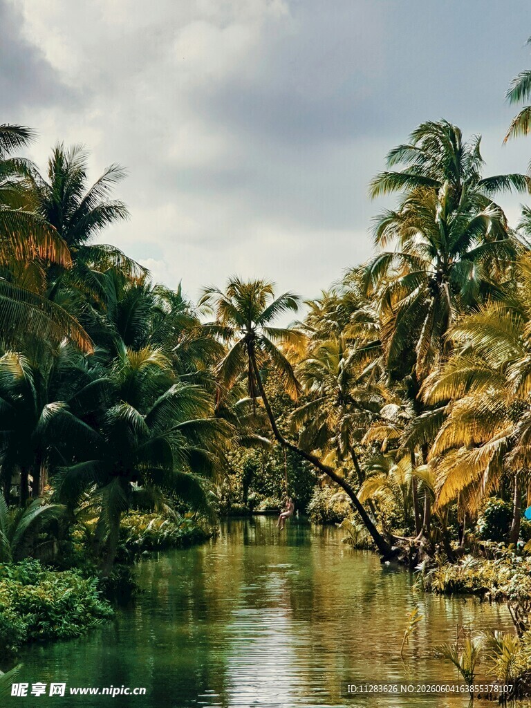 热带河畔椰林风光