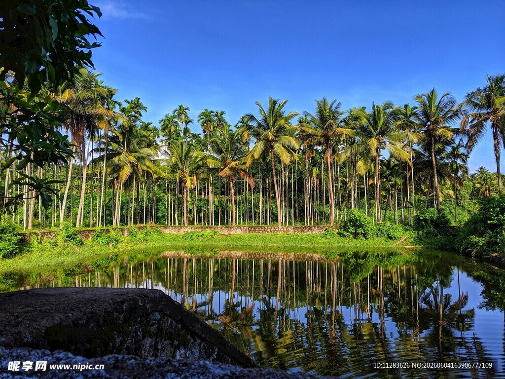 湖畔椰林美景