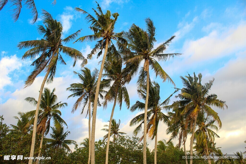 蓝天椰林美景