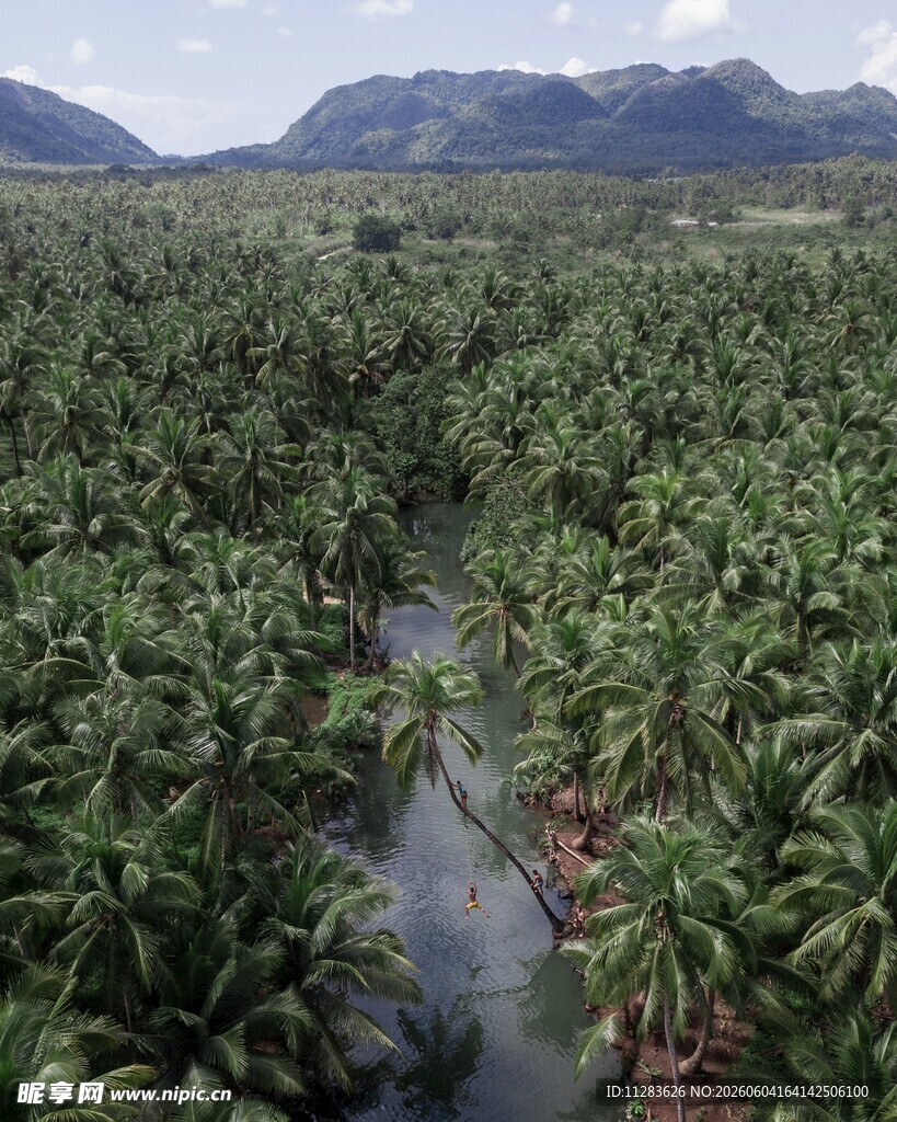 茂密蕉林中小溪蜿蜒穿行