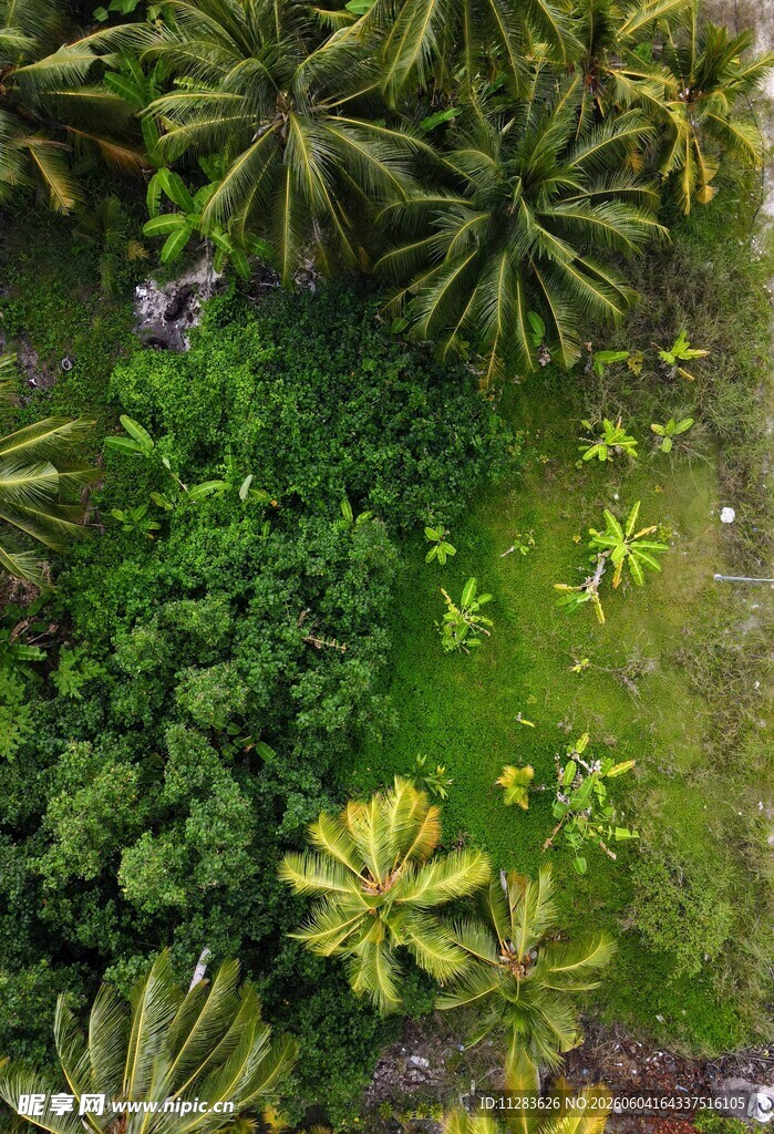 空中俯瞰绿色植物景观