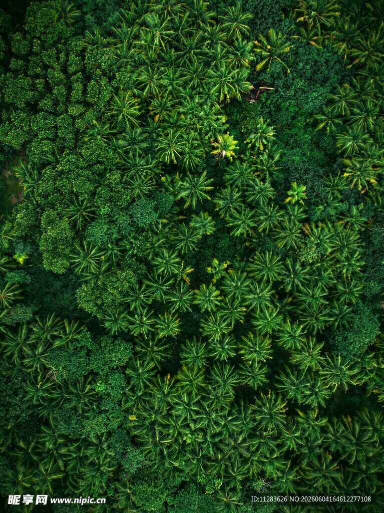 翠绿浮萍覆盖