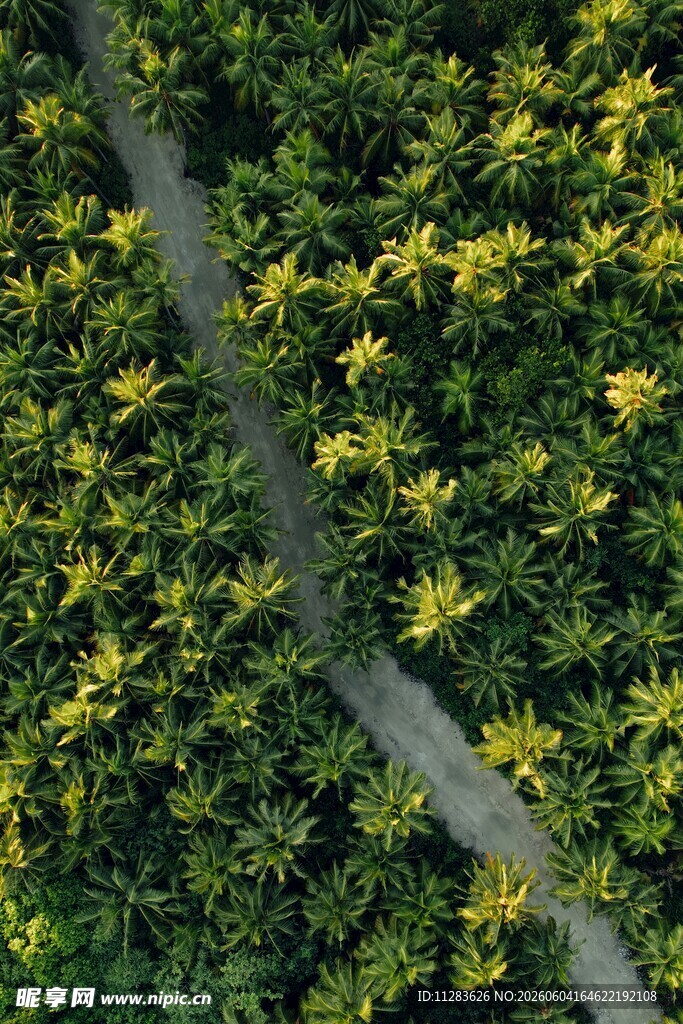 航拍林间蜿蜒
