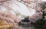 春日湖畔烂漫樱花景致