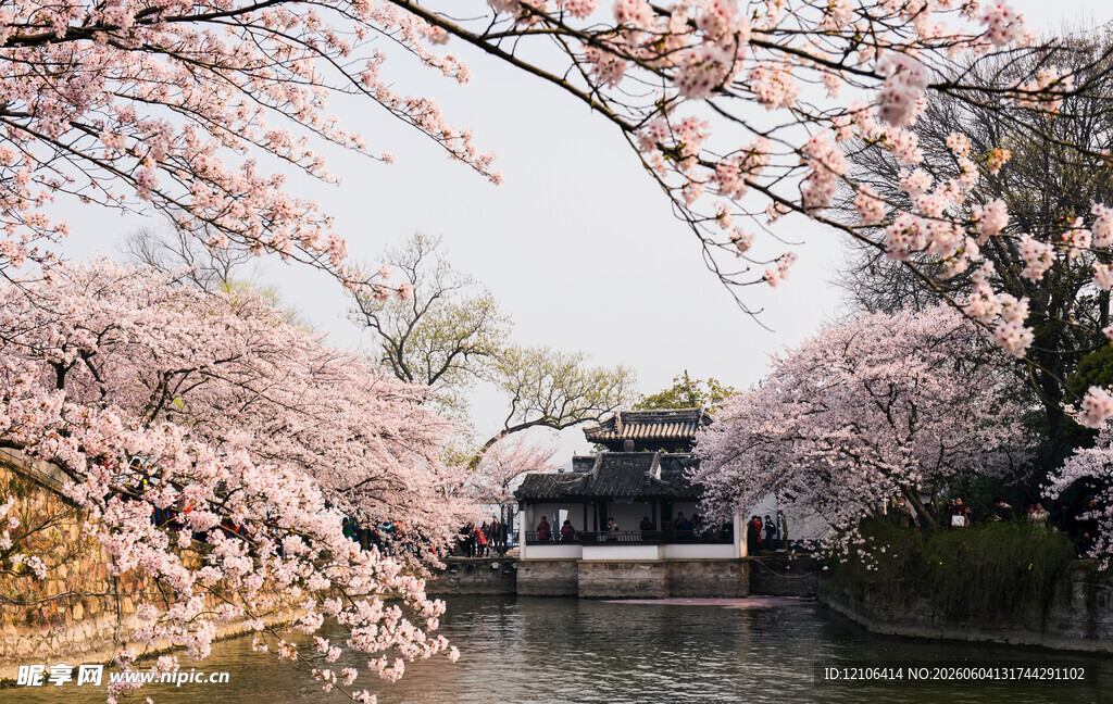 春日湖畔烂漫樱花景致