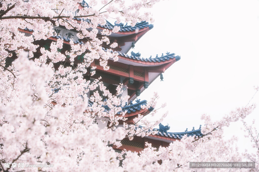 樱花掩映下的古典楼阁