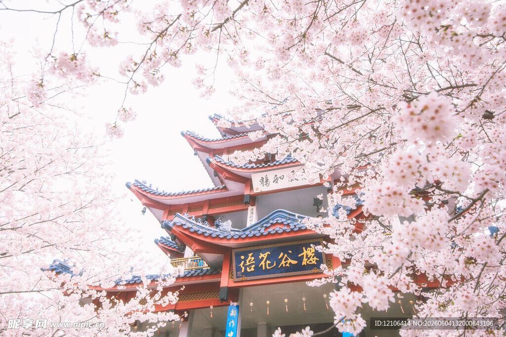 樱花簇拥下的中式古建筑