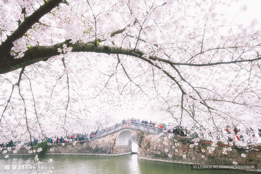 湖畔樱花绽放美景
