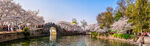 河畔樱花桥景
