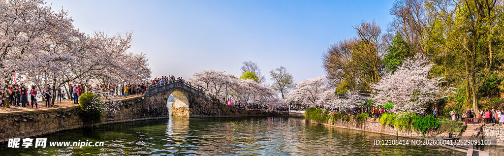 河畔樱花桥景