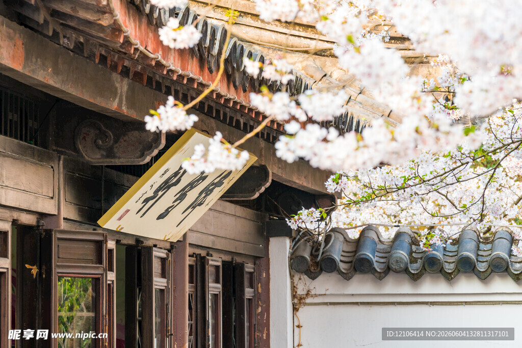 古建旁绽放的烂漫樱花