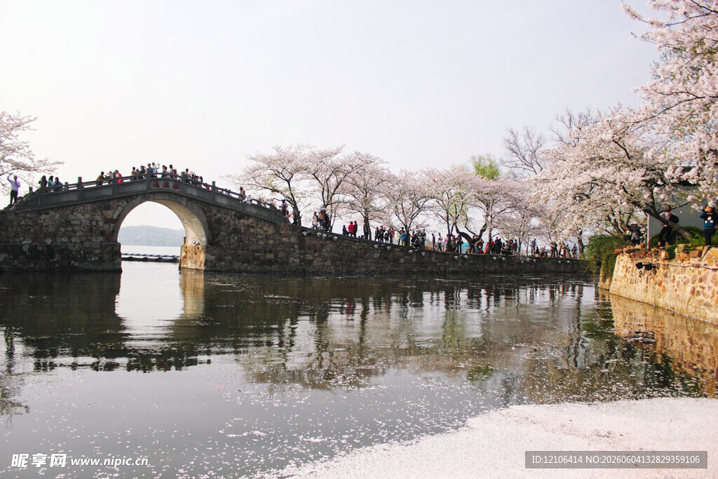春日拱桥湖畔樱花美景