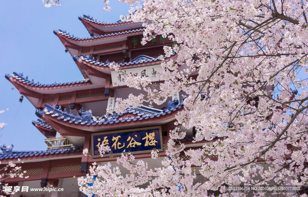 樱花掩映下的中式古建筑