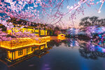 湖畔夜樱景灯火映繁花