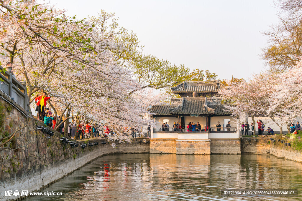 春日河畔烂漫樱花古建筑