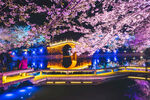 夜赏烂漫樱花下的中式景致