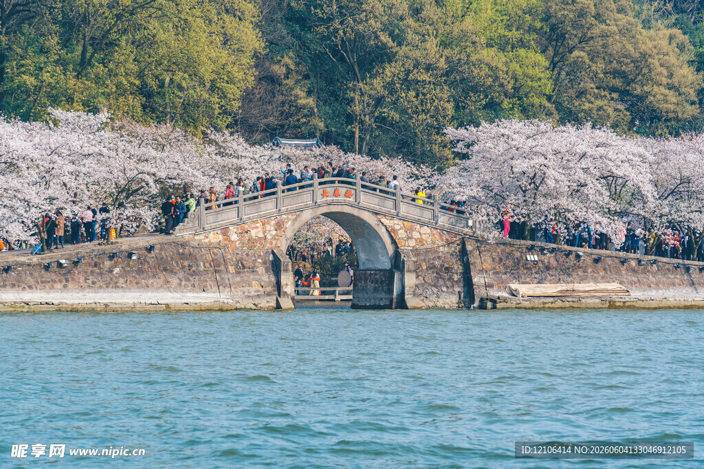 西湖拱桥旁烂漫樱花景