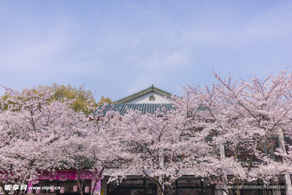樱花烂漫处的日式建筑