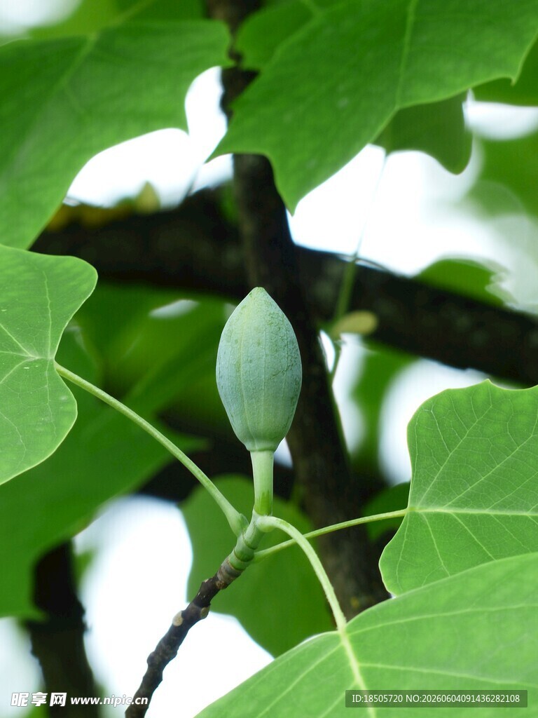 绿叶间的椭圆果实