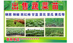 出售蔬菜苗    多种品种可选