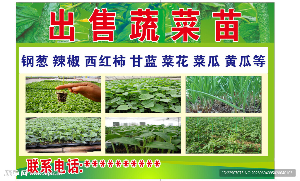 出售蔬菜苗    多种品种可选