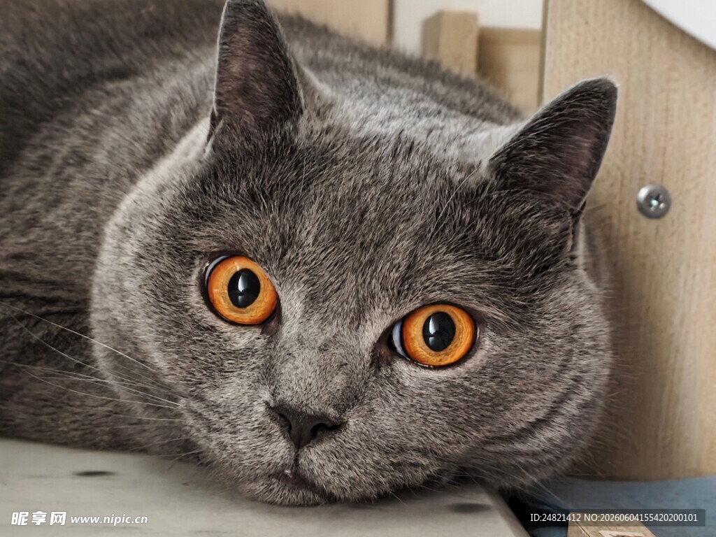 灰蓝猫咪睁大眼睛望向前方