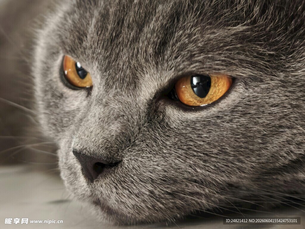 灰猫特写