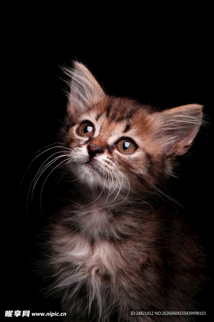 可爱小猫抬头望