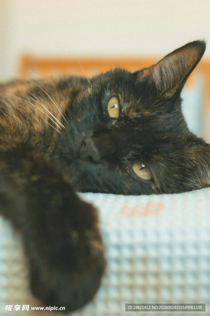 慵懒猫咪惬意趴卧