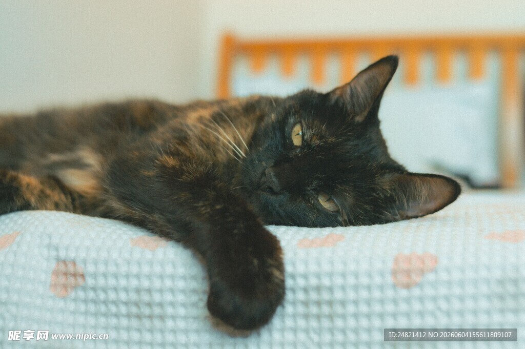 慵懒黑猫惬意卧床