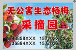 杨梅采摘园